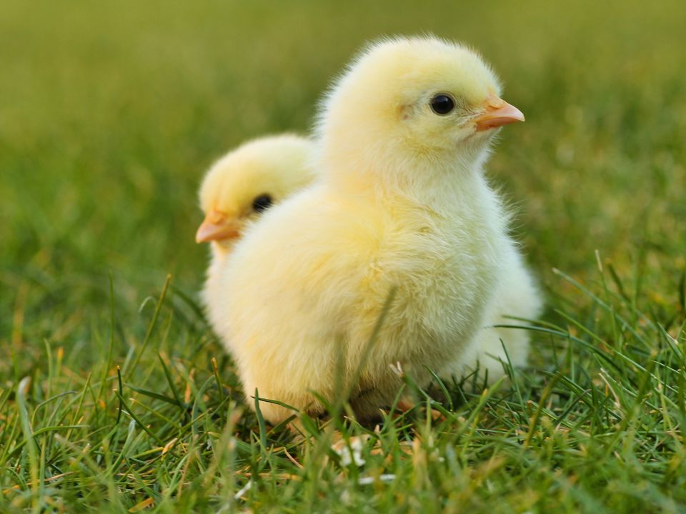 Chick Gbca52561f 1920