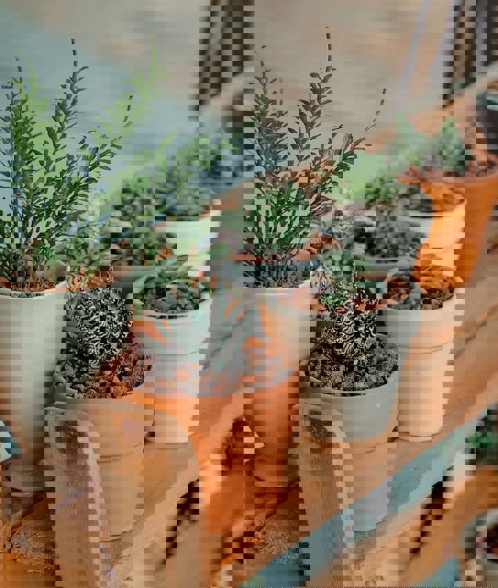 Planten Op Kastje