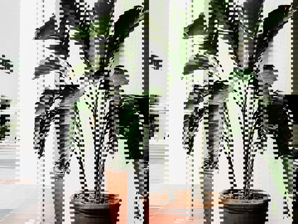 Planten