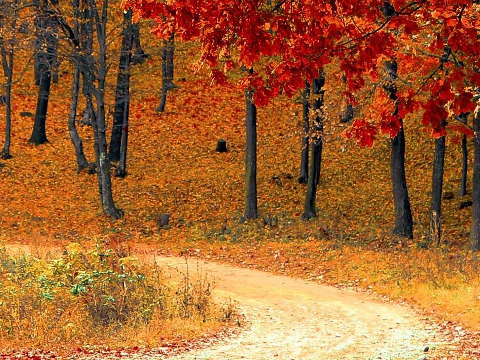 Blog Bomen In De Herfst