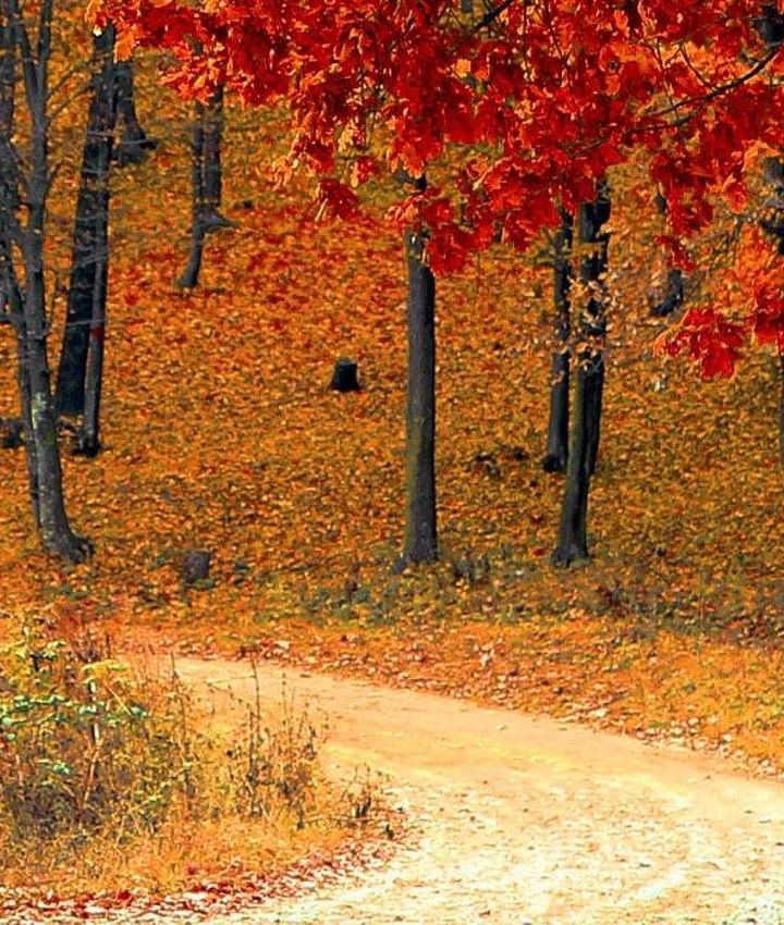 Blog Bomen In De Herfst